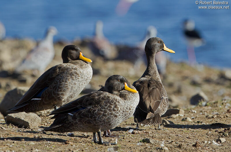 Canard à bec jaune