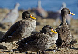 Yellow-billed Duck