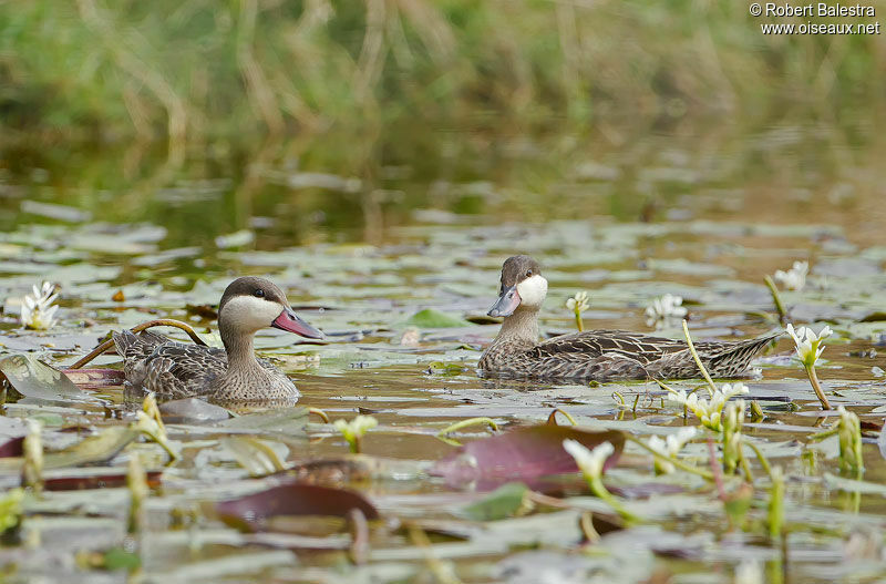 Canard à bec rouge 