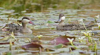 Red-billed Teal