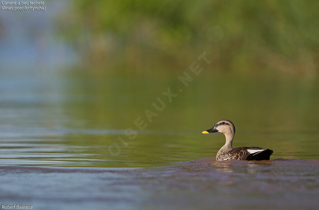 Indian Spot-billed Duck