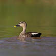 Canard à bec tacheté