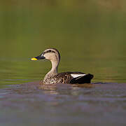 Canard à bec tacheté