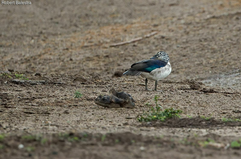 Knob-billed Duck