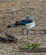 Knob-billed Duck