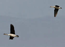 Knob-billed Duck