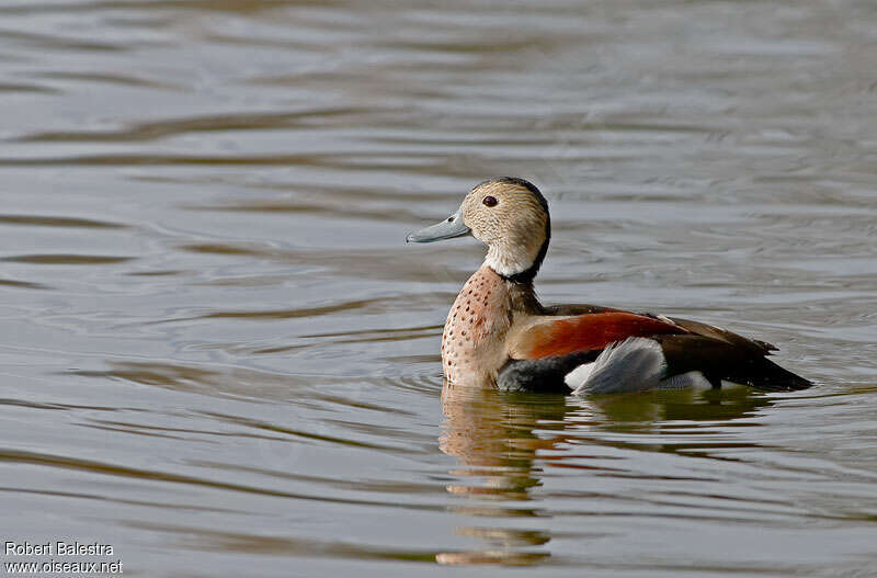 Ringed Teal male adult, identification