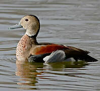 Ringed Teal