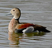 Canard à collier noir