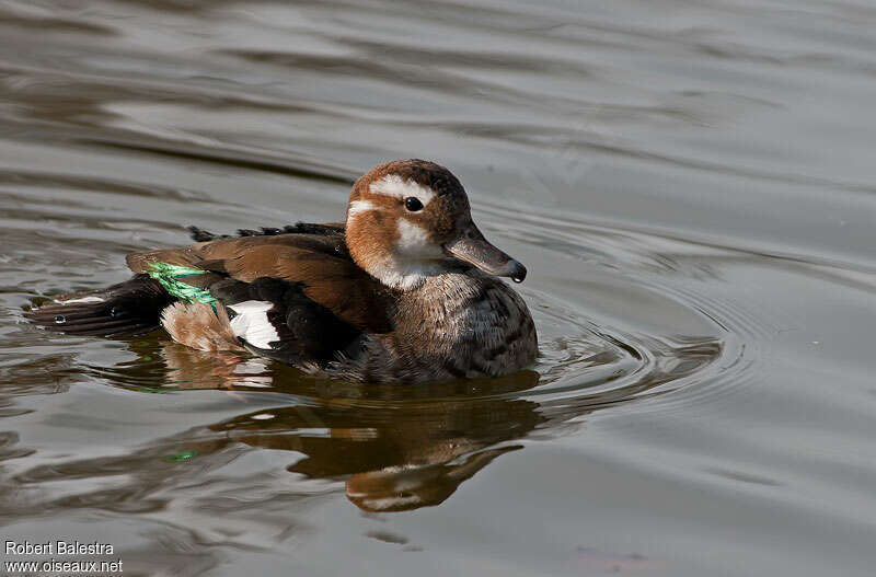 Ringed Teal female adult, identification