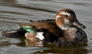 Canard à collier noir