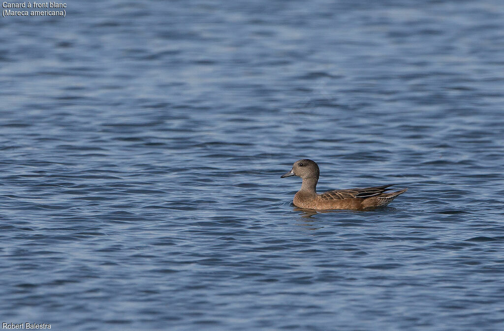 Canard à front blanc femelle