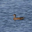 Canard à front blanc