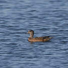Canard à front blanc