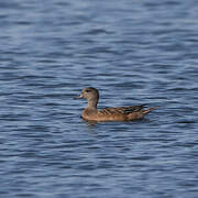 Canard à front blanc