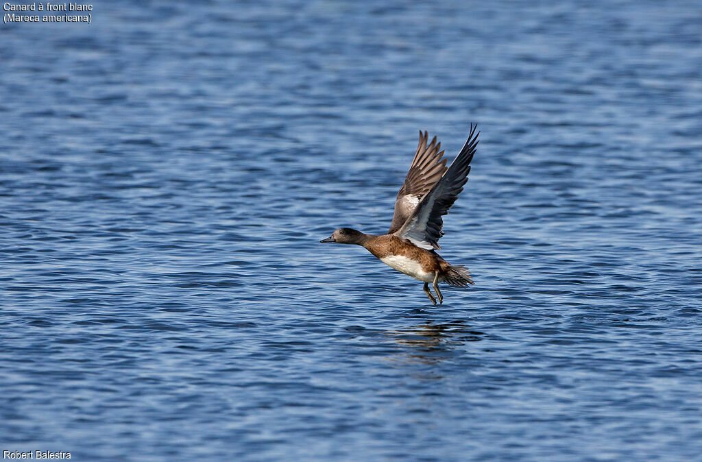 American Wigeon