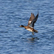 American Wigeon