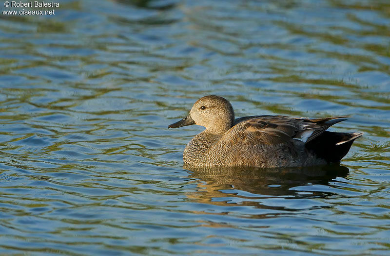 Gadwall