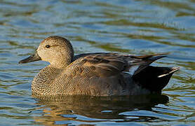 Gadwall