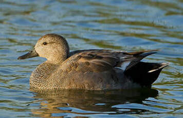 Canard chipeau