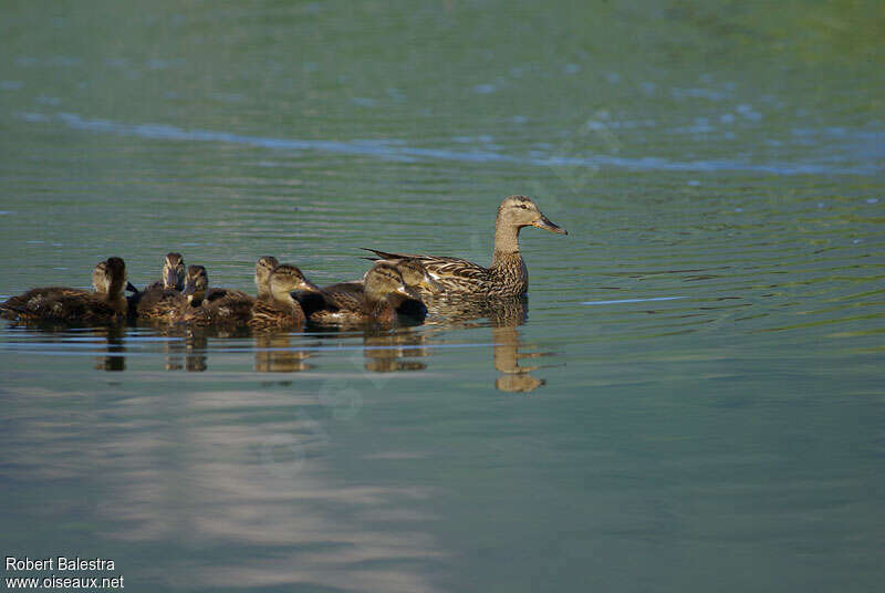 Canard colvert