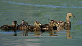 Canard colvert