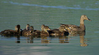 Mallard