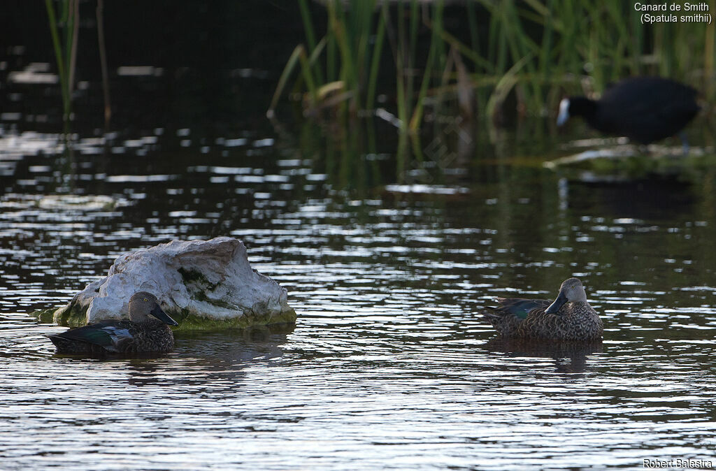 Cape Shoveler