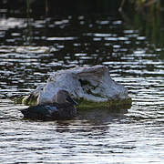 Cape Shoveler