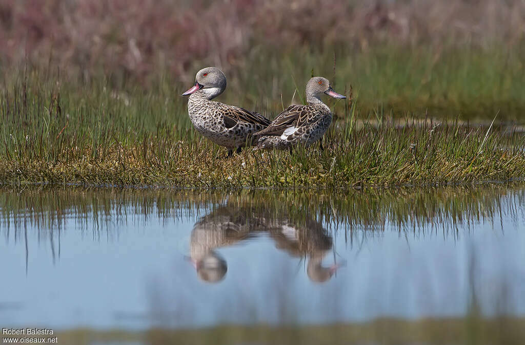 Canard du Capadulte, habitat