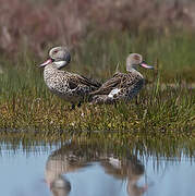 Cape Teal