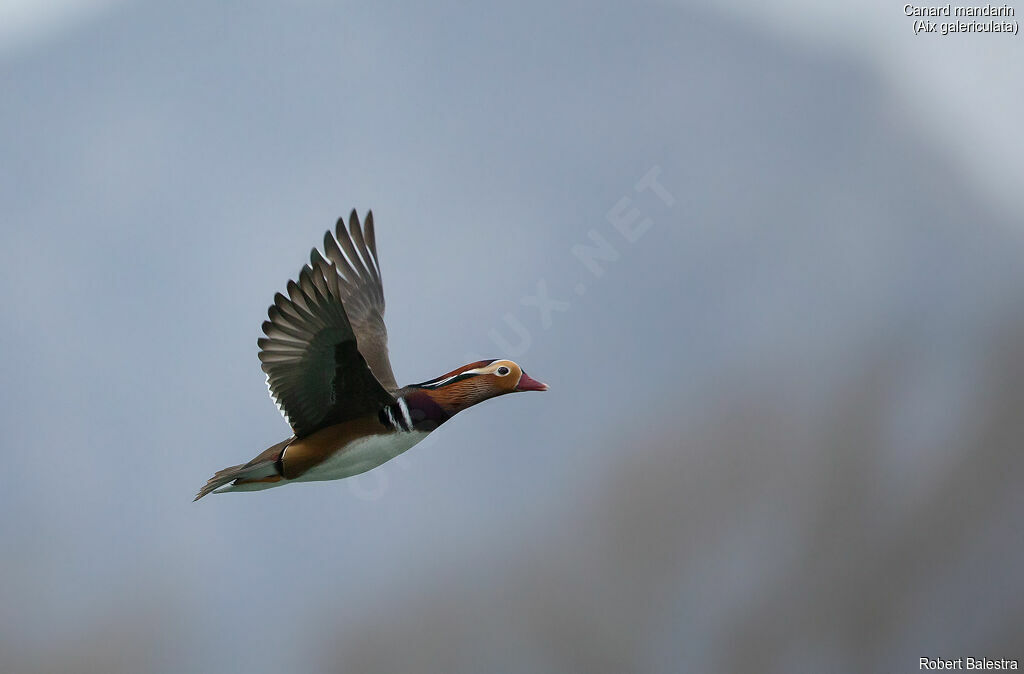 Mandarin Duck