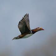 Mandarin Duck