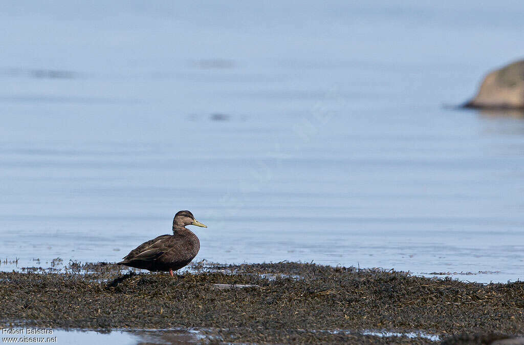 Canard noiradulte, habitat, pigmentation