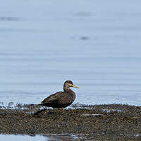 Canard noir