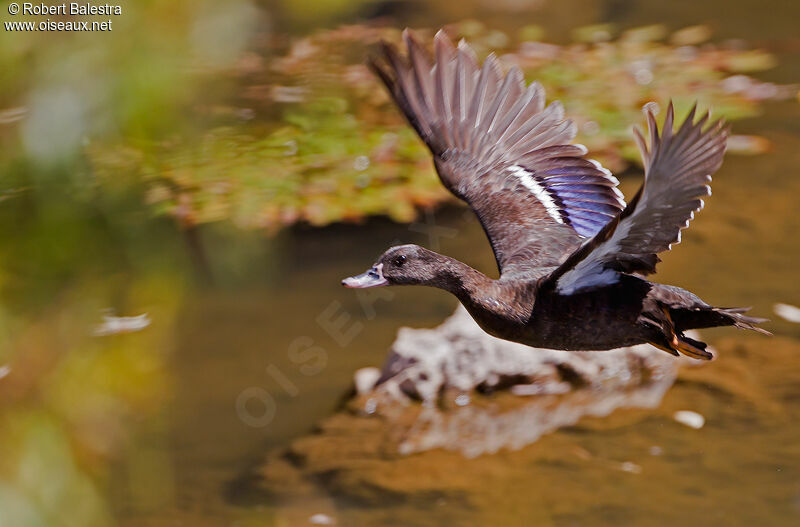 African Black Duck