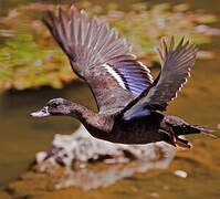 African Black Duck