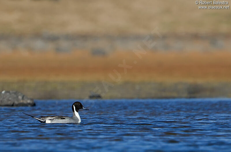 Canard pilet mâle