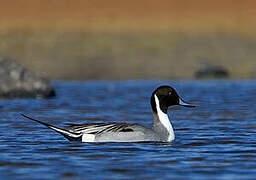 Canard pilet