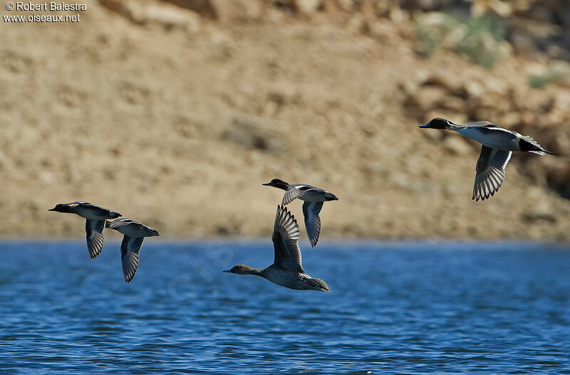 Canard pilet