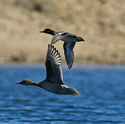 Northern Pintail