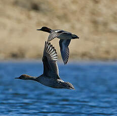 Canard pilet