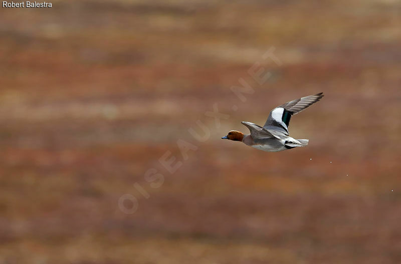 Eurasian Wigeon