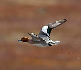 Canard siffleur