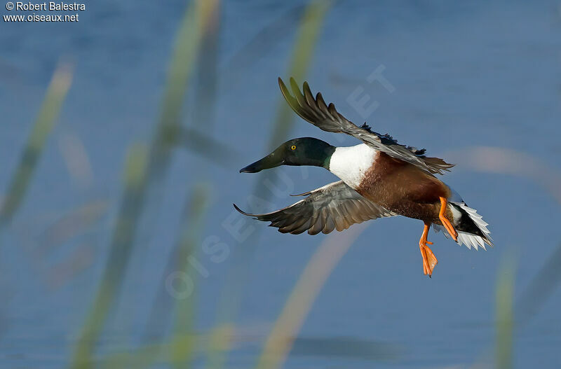 Canard souchet mâle adulte