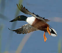 Northern Shoveler