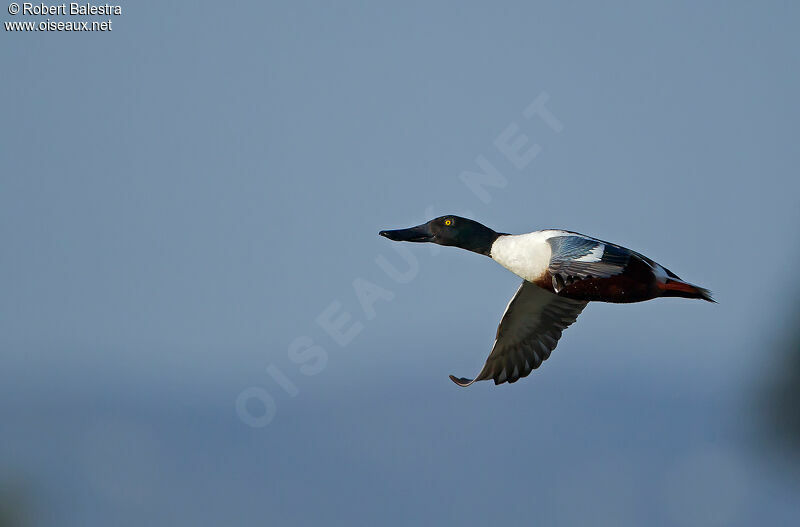 Canard souchet mâle adulte