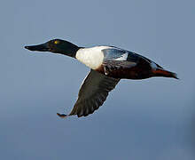 Northern Shoveler