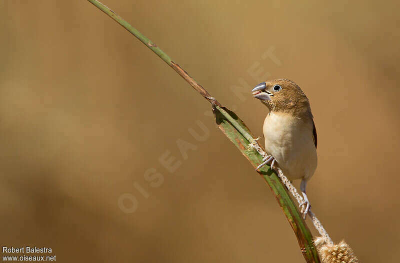 African Silverbilladult, feeding habits