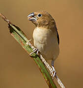 African Silverbill